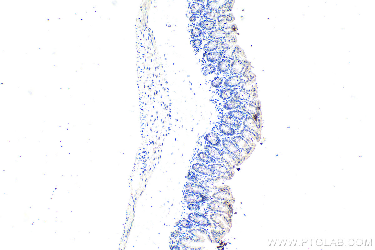 Immunohistochemistry (IHC) staining of mouse intestine using ZNF703 Polyclonal antibody (21075-1-AP)