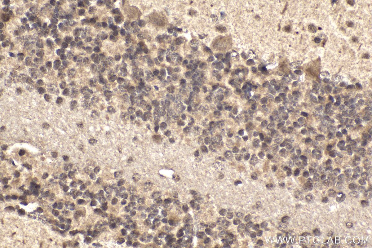 Immunohistochemistry (IHC) staining of mouse cerebellum tissue using ZNF703 Polyclonal antibody (21075-1-AP)