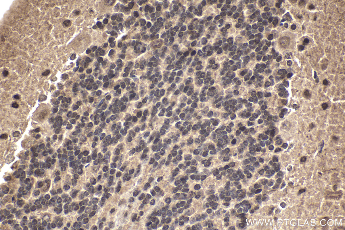 Immunohistochemistry (IHC) staining of rat cerebellum tissue using ZNF703 Polyclonal antibody (21075-1-AP)