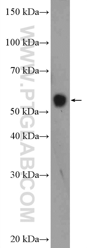 Western Blot (WB) analysis of mouse spleen tissue using ZNF703 Polyclonal antibody (21075-1-AP)