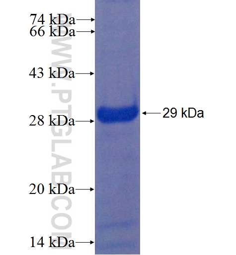 ZNF713 fusion protein Ag22394 SDS-PAGE