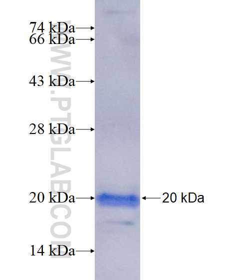 ZNF763 fusion protein Ag16873 SDS-PAGE