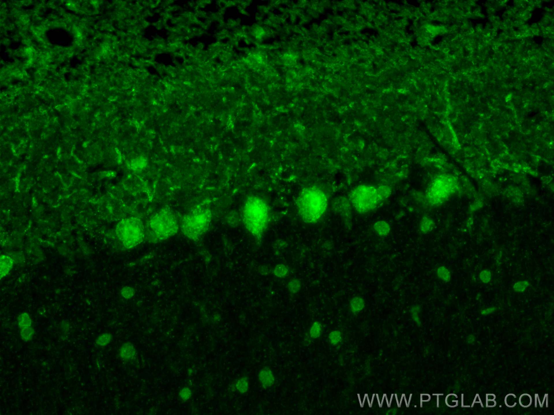 Immunofluorescence (IF) / fluorescent staining of mouse cerebellum tissue using ZNF8 Polyclonal antibody (17448-1-AP)