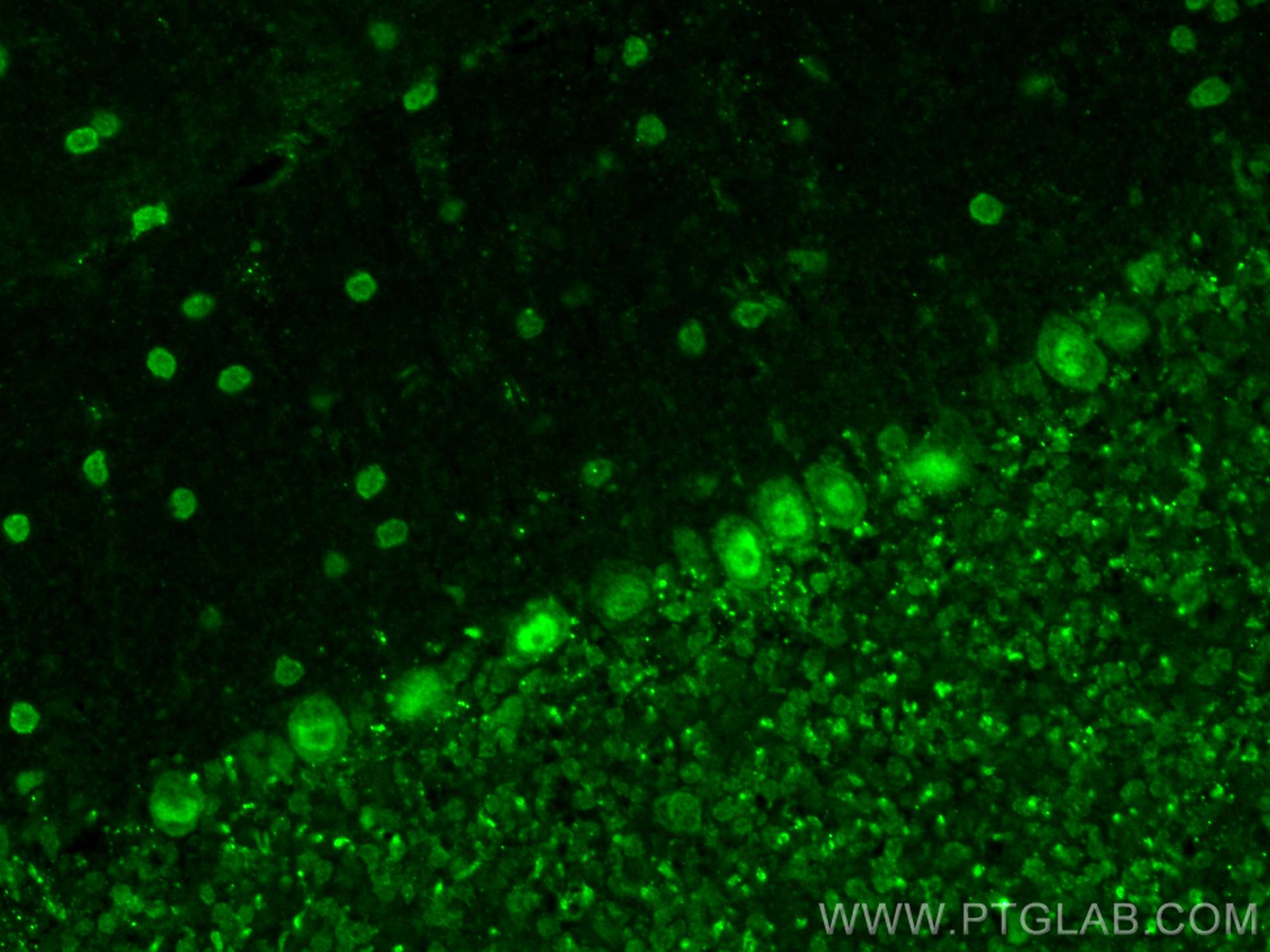 Immunofluorescence (IF) / fluorescent staining of mouse cerebellum tissue using ZNF8 Polyclonal antibody (17448-1-AP)