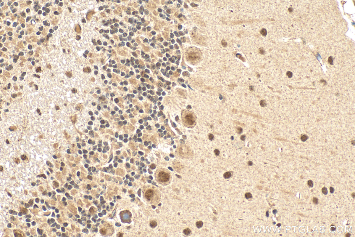 Immunohistochemistry (IHC) staining of mouse cerebellum tissue using ZNF8 Polyclonal antibody (17448-1-AP)