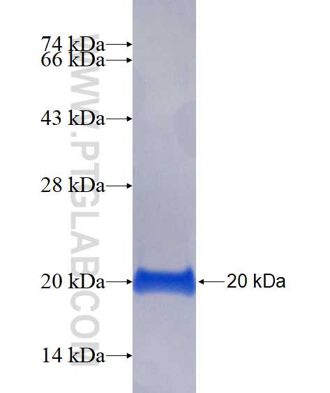 ZNF839 fusion protein Ag15068 SDS-PAGE