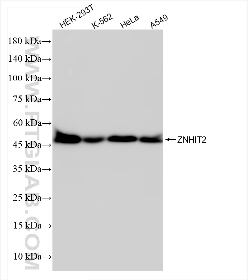 Western Blot (WB) analysis of various lysates using ZNHIT2 Recombinant antibody (84418-7-RR)