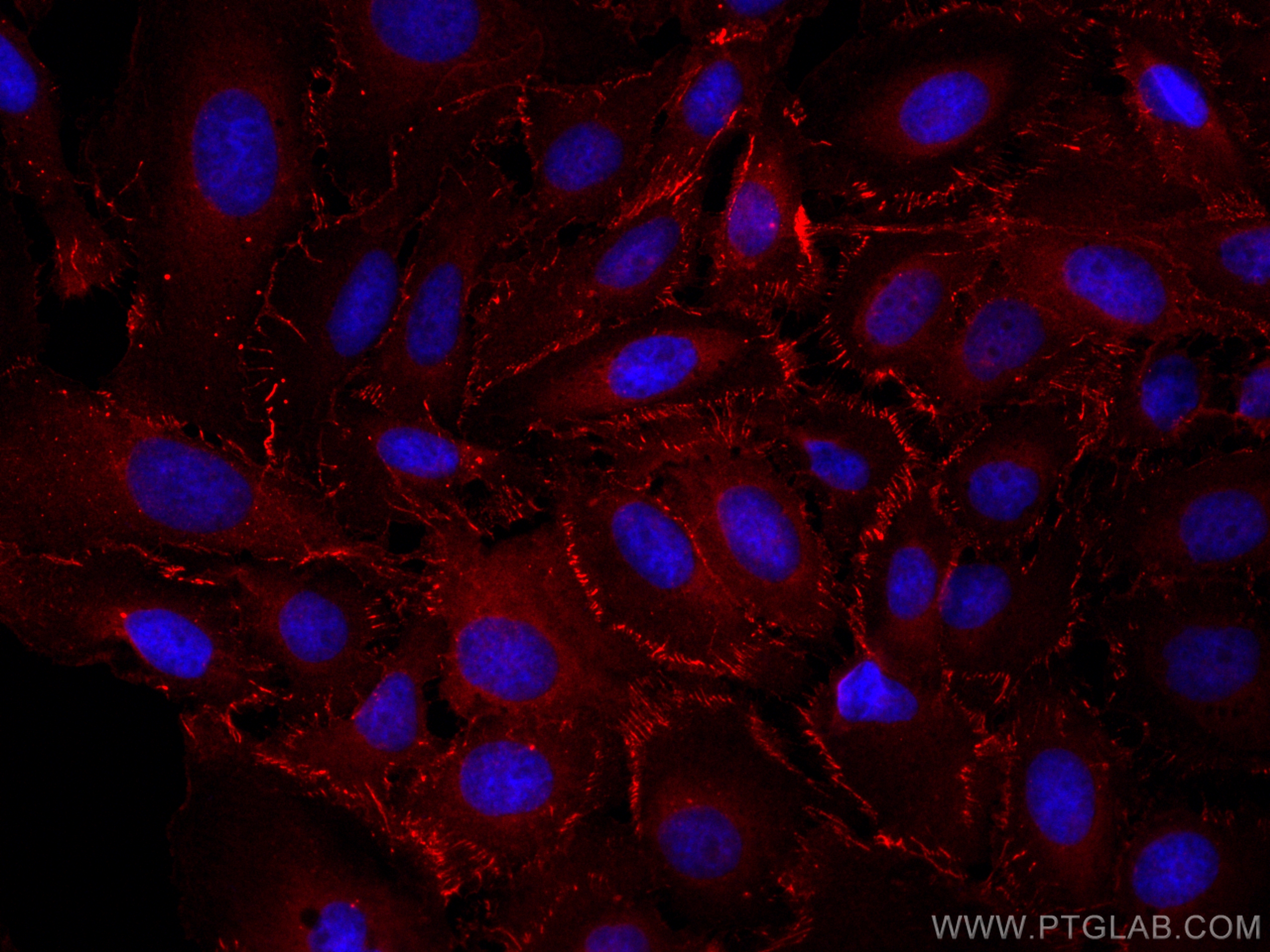 Immunofluorescence (IF) / fluorescent staining of U2OS cells using CoraLite®594-conjugated ZO-1 Polyclonal antibody (CL594-21773)