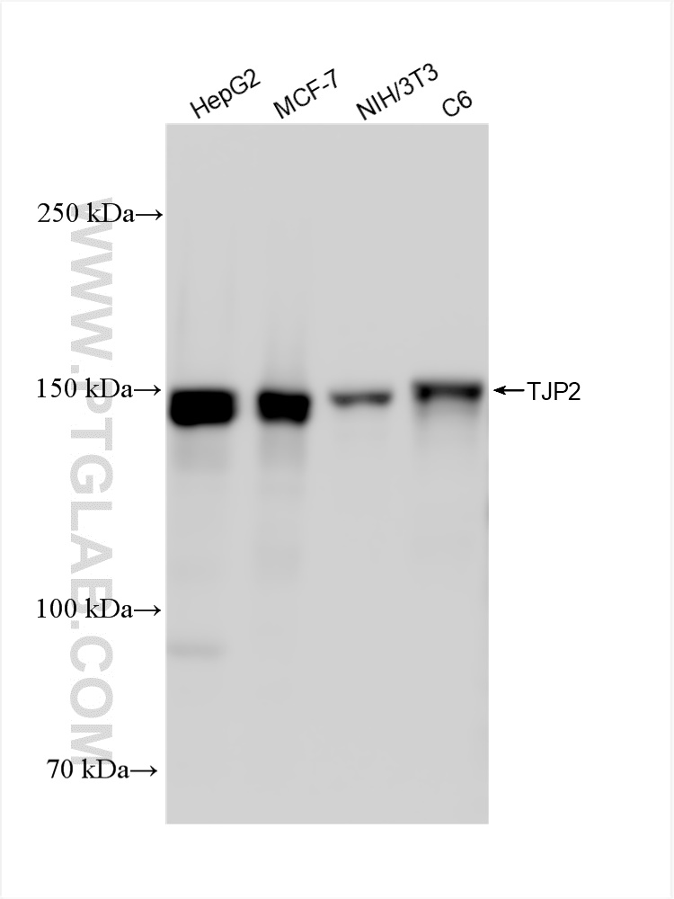 Western Blot (WB) analysis of various lysates using ZO-2 Recombinant antibody (83111-1-RR)