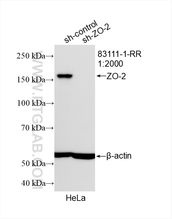 Western Blot (WB) analysis of HeLa cells using ZO-2 Recombinant antibody (83111-1-RR)