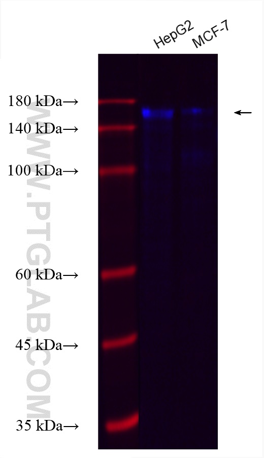 Western Blot (WB) analysis of various lysates using CoraLite® Plus 750-conjugated ZO-2 Recombinant ant (CL750-83111)