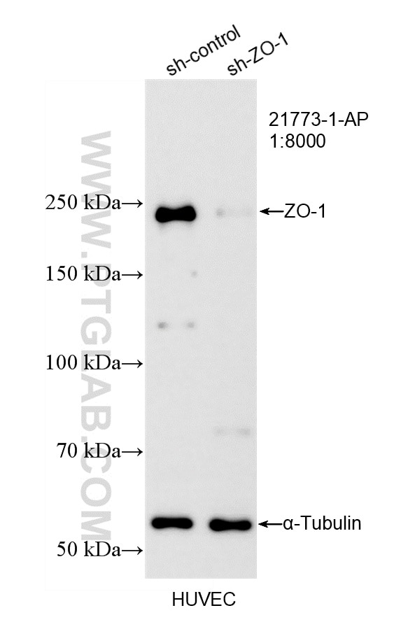 Western Blot (WB) analysis of HUVEC cells using ZO-1 Polyclonal antibody (21773-1-AP)