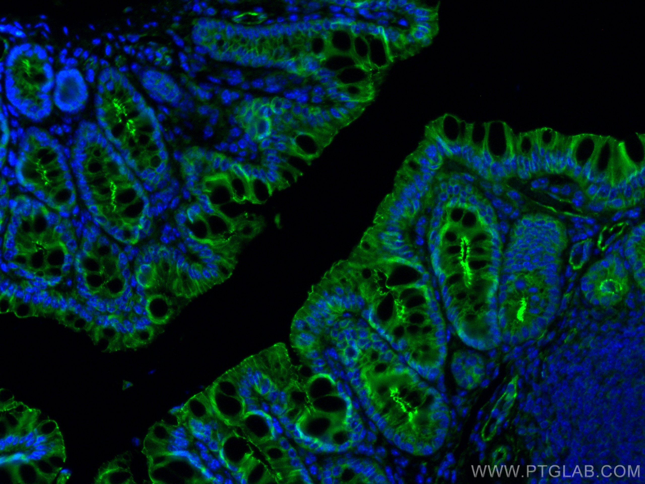 Immunofluorescence (IF) / fluorescent staining of mouse colon tissue using ZO-1 Recombinant antibody (82870-1-RR)