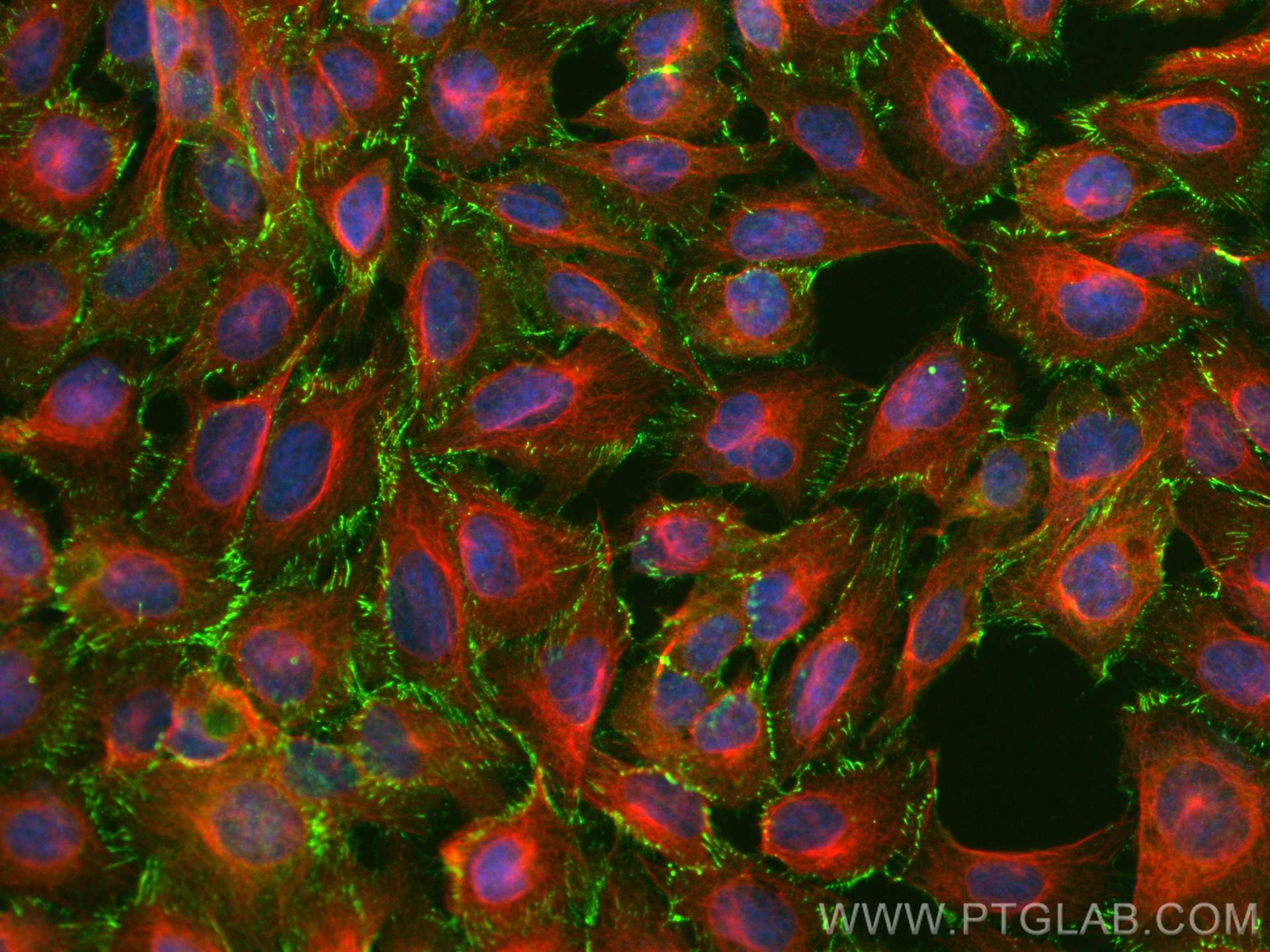 Immunofluorescence (IF) / fluorescent staining of U2OS cells using ZO-1 Recombinant antibody (82870-7-RR)