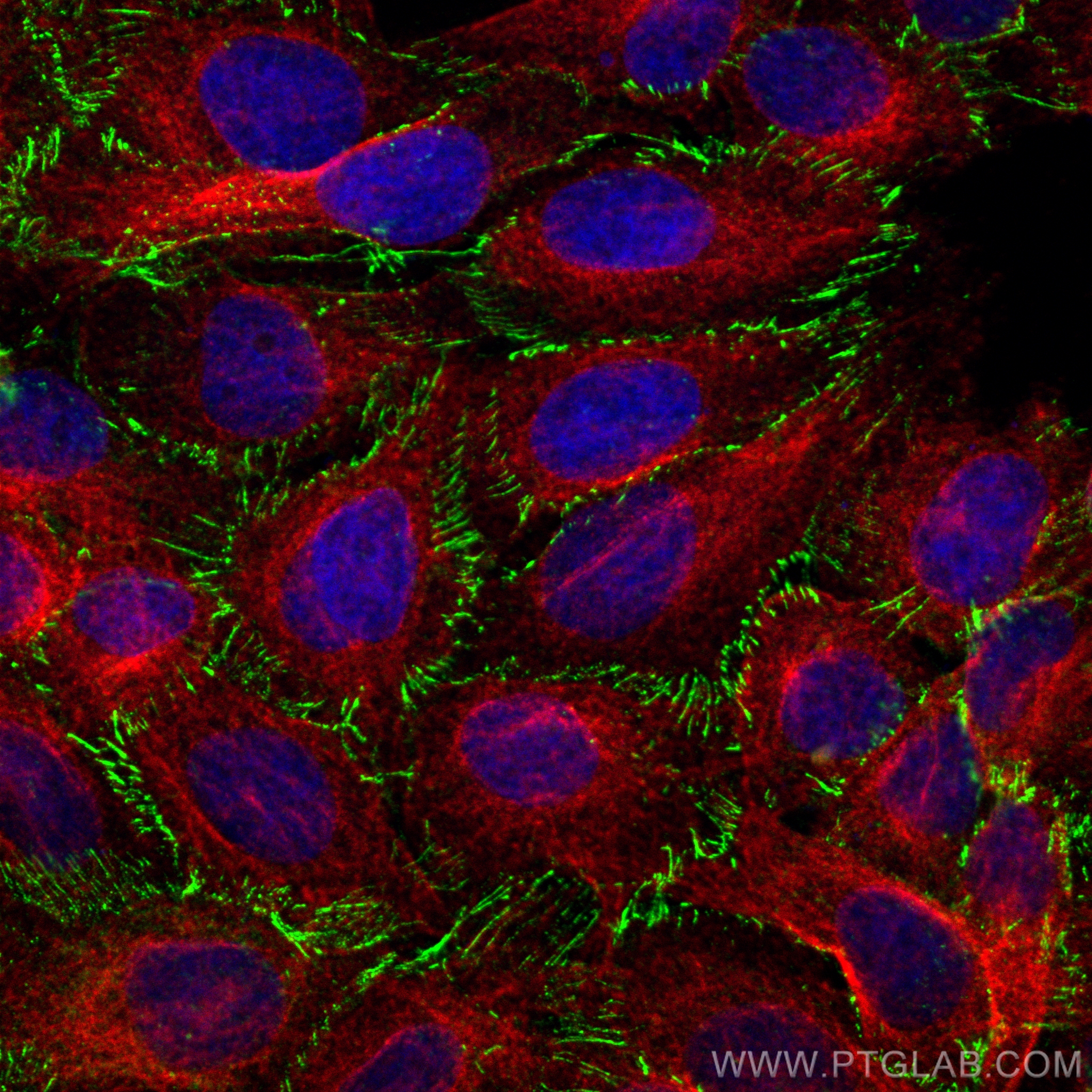 Immunofluorescence (IF) / fluorescent staining of U2OS cells using ZO-1 Recombinant antibody (82870-7-RR)