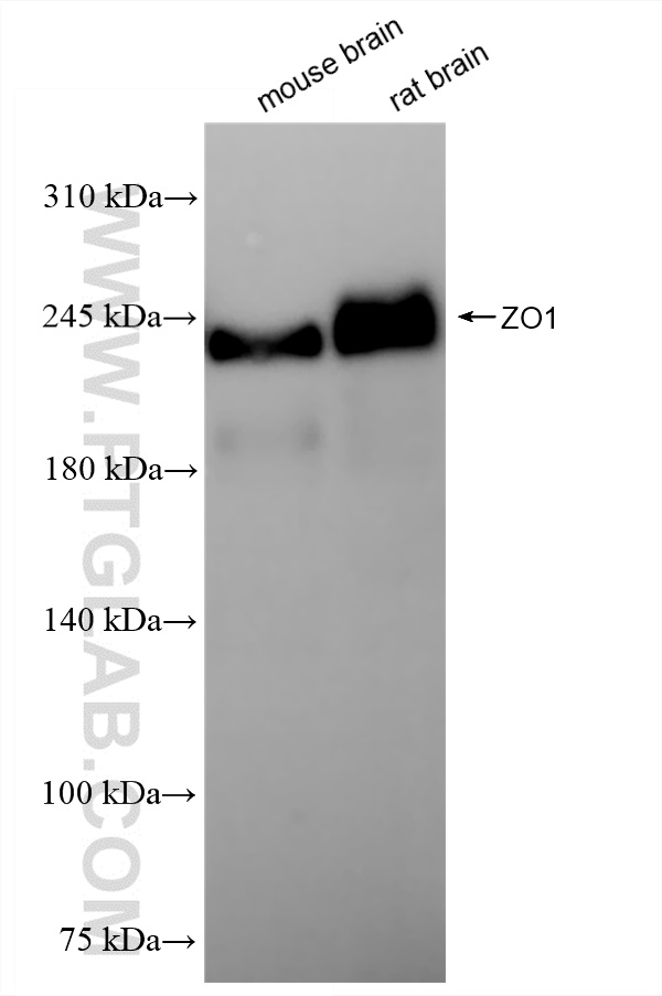 Western Blot (WB) analysis of various lysates using ZO1 Recombinant antibody (82870-7-RR)