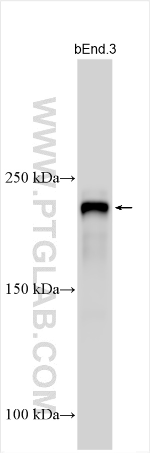 Western Blot (WB) analysis of various lysates using ZO-1 Recombinant antibody (82870-7-RR)