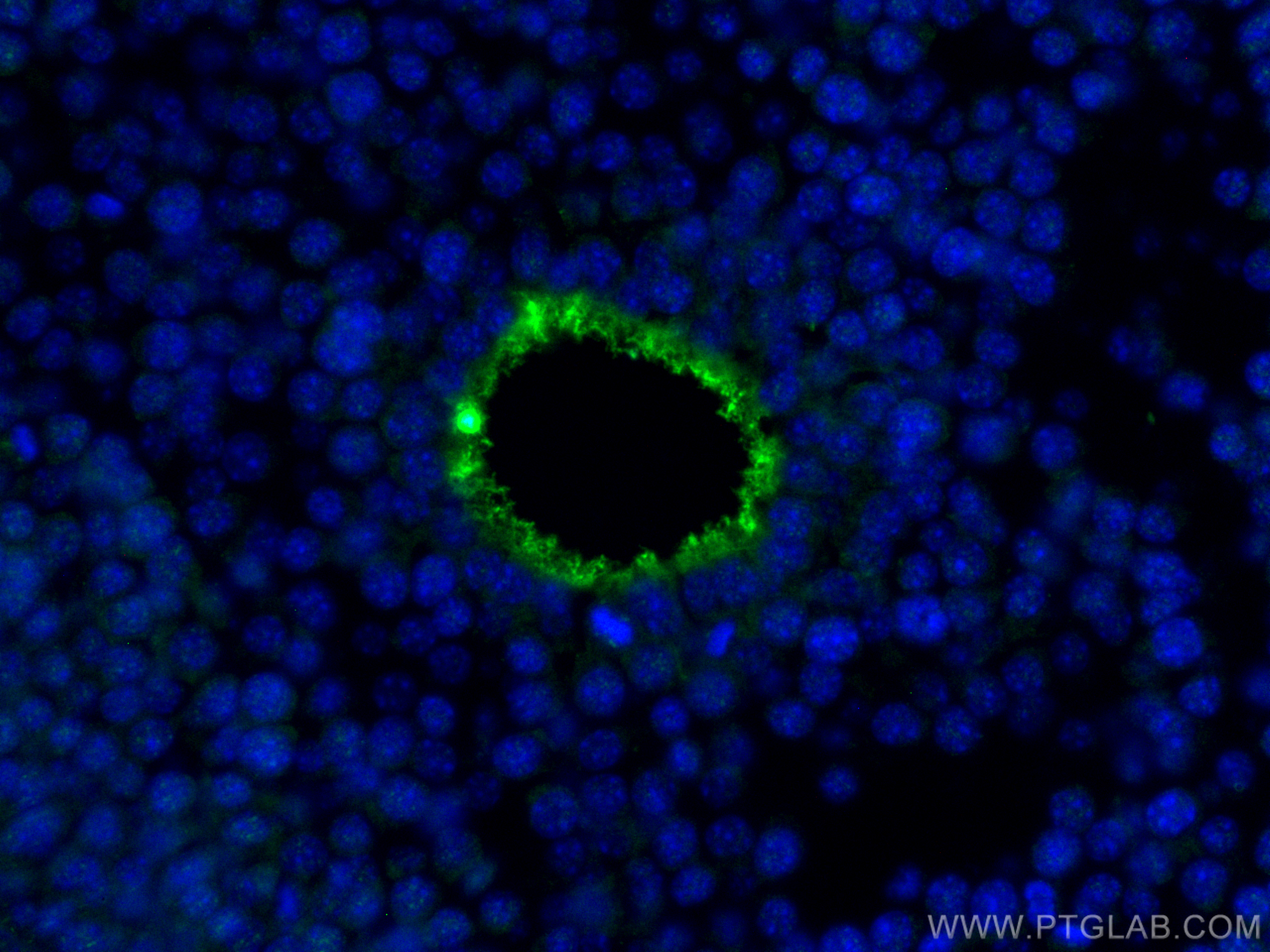 Immunofluorescence (IF) / fluorescent staining of mouse ovary tissue using ZP2 Polyclonal antibody (21832-1-AP)