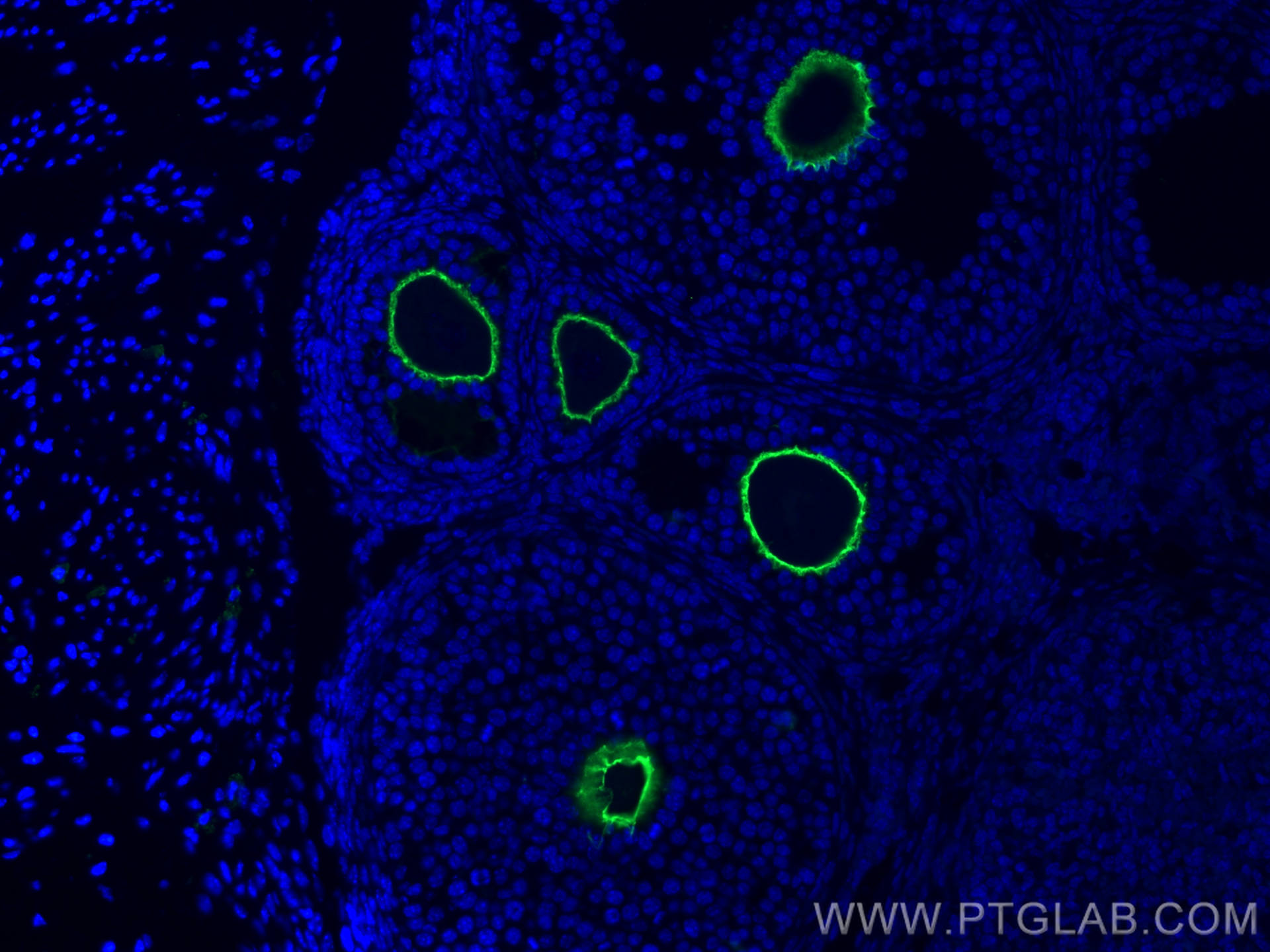 Immunofluorescence (IF) / fluorescent staining of mouse ovary tissue using ZP3 Polyclonal antibody (21279-1-AP)