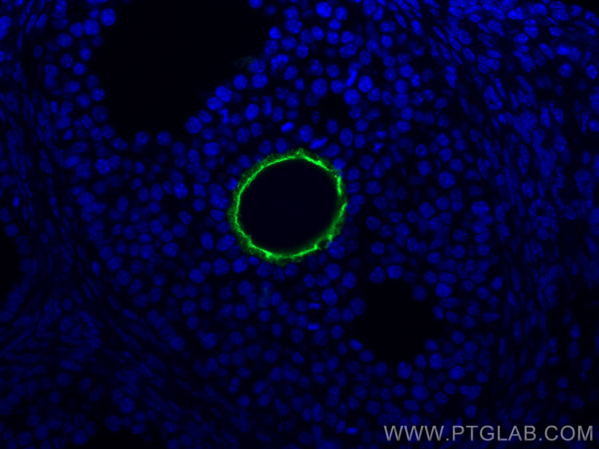 Immunofluorescence (IF) / fluorescent staining of mouse ovary tissue using ZP3 Polyclonal antibody (21279-1-AP)