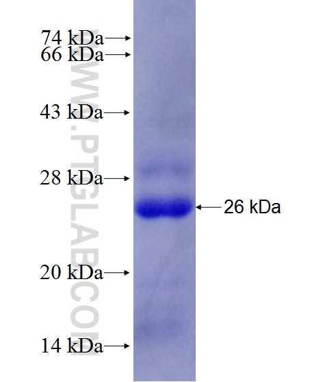 ZPLD1 fusion protein Ag27730 SDS-PAGE