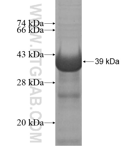 ZSWIM1 fusion protein Ag13812 SDS-PAGE