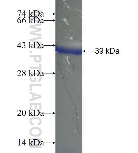 ZSWIM2 fusion protein Ag23703 SDS-PAGE