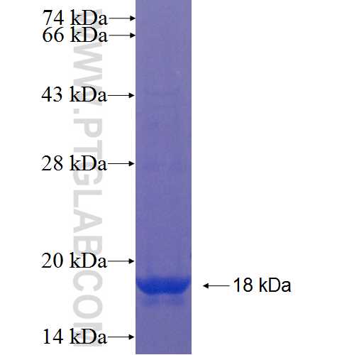 ZSWIM7 fusion protein Ag22355 SDS-PAGE