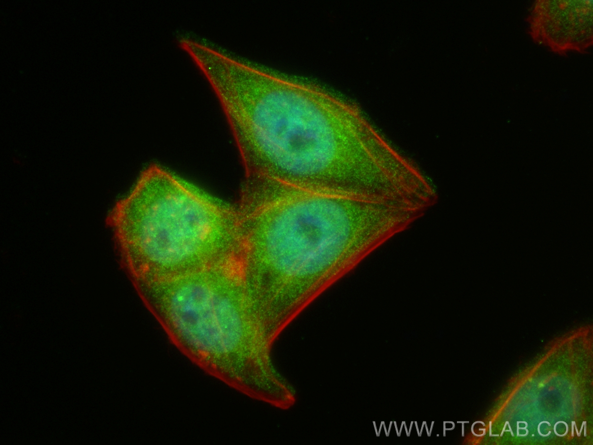 Immunofluorescence (IF) / fluorescent staining of HepG2 cells using ZWINT Polyclonal antibody (12282-2-AP)