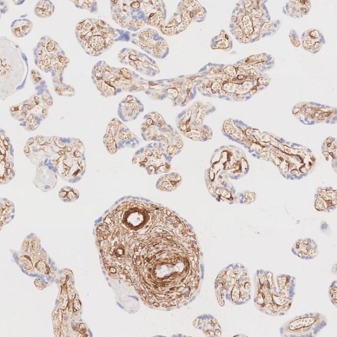 Immunohistochemistry (IHC) staining of human placenta tissue using Alpha smooth muscle actin specific Recombinant mon (80008-1-RR)