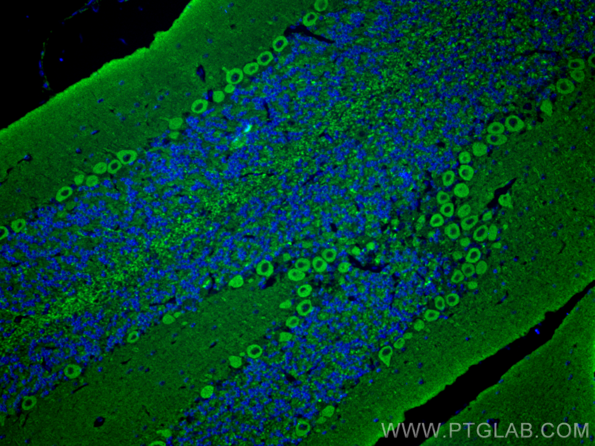 Immunofluorescence (IF) / fluorescent staining of mouse cerebellum tissue using Alpha Synuclein Monoclonal antibody (66412-1-Ig)