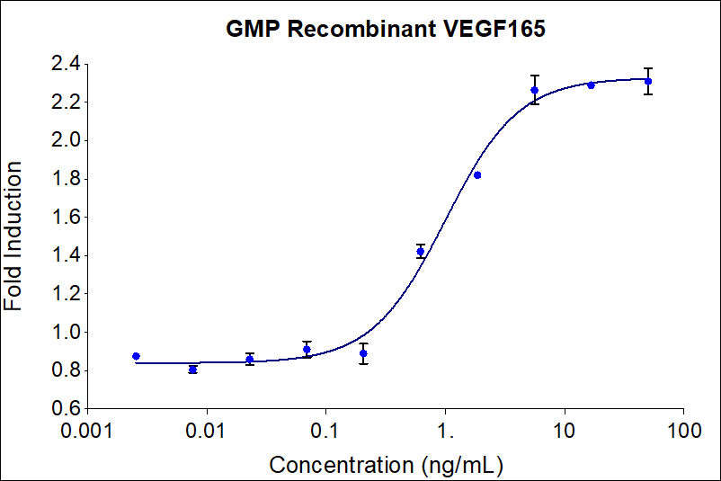 GMP recombinant human VEGF165 (HZ-1038-GMP) induces dose-dependent luciferase production in a HEK293T reporter cell line. Luciferase assay production was assessed by One-Step™ luciferase assay Kit. HEK293T reporter cells were treated with increasing concentrations of recombinant VEGF165 for 18 hours. The EC50 was determined using a 4-parameter non-linear regression model. Activity determination was conducted in triplicate on a validated bioassay. The EC50 range is 0.3-3.75 ng/mL.