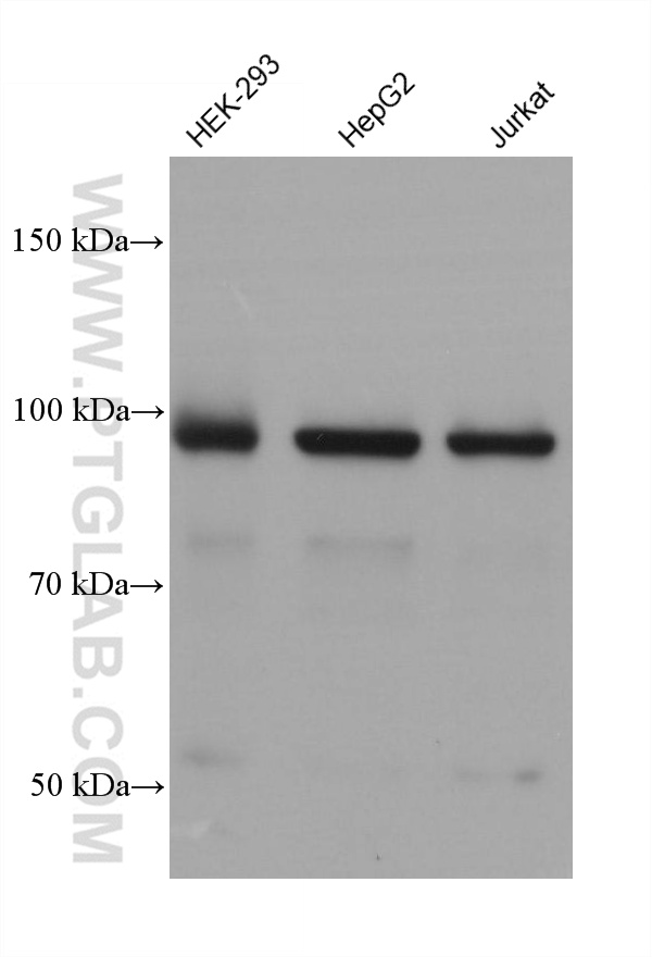 Western Blot (WB) analysis of various lysates using Alpha Actinin Monoclonal antibody (66895-1-Ig)