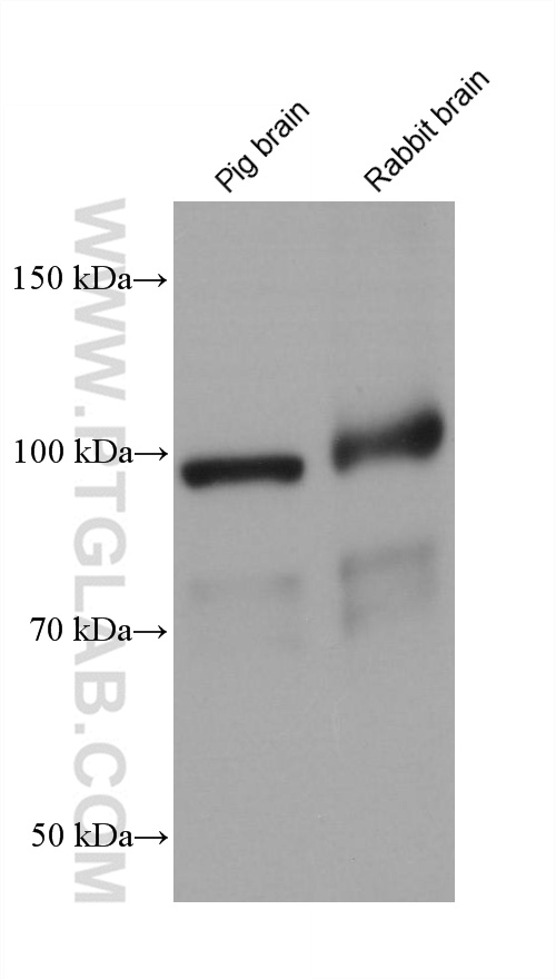 Western Blot (WB) analysis of various lysates using Alpha Actinin Monoclonal antibody (66895-1-Ig)