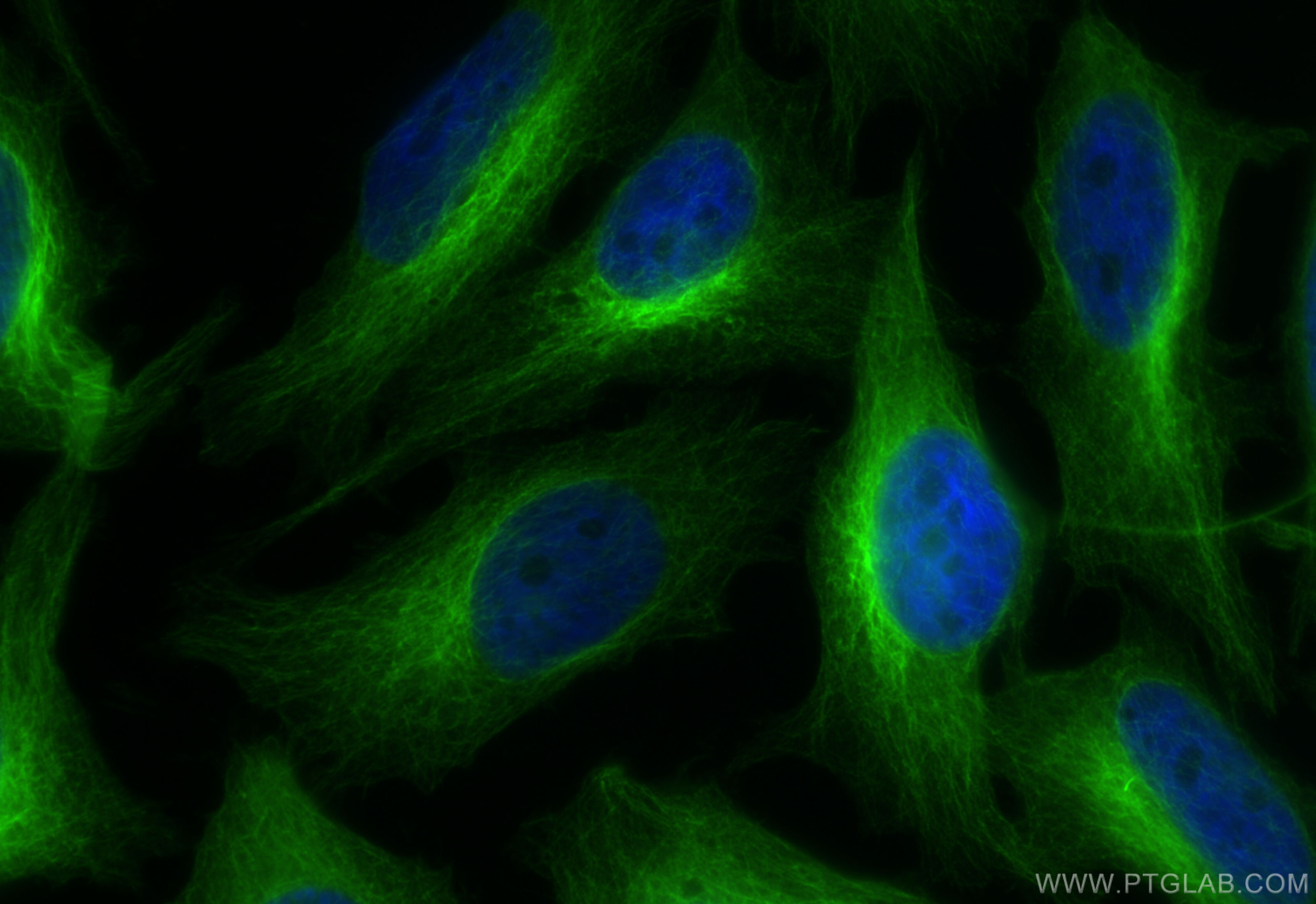 Immunofluorescence (IF) / fluorescent staining of HeLa cells using CoraLite® Plus 488-conjugated Alpha Tubulin Monocl (CL488-66031)