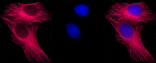 alpha Tubulin mAb (Clone 5-B-1-2) tested by immunofluorescence. Top: HeLa cells stained with alpha Tubulin mAb at 1:500 dilution (red). Middle: Same cells stained with DAPI (blue). Bottom: Both images merged. Staining was carried out using MAX Stain Immunofluorescence Tools.