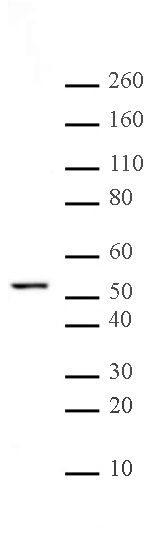 alpha Tubulin mAb (Clone 5-B-1-2) tested by Western blot. HeLa whole-cell extract (15 ug/lane) probed with alpha Tubulin mAb (1:5,000 dilution).