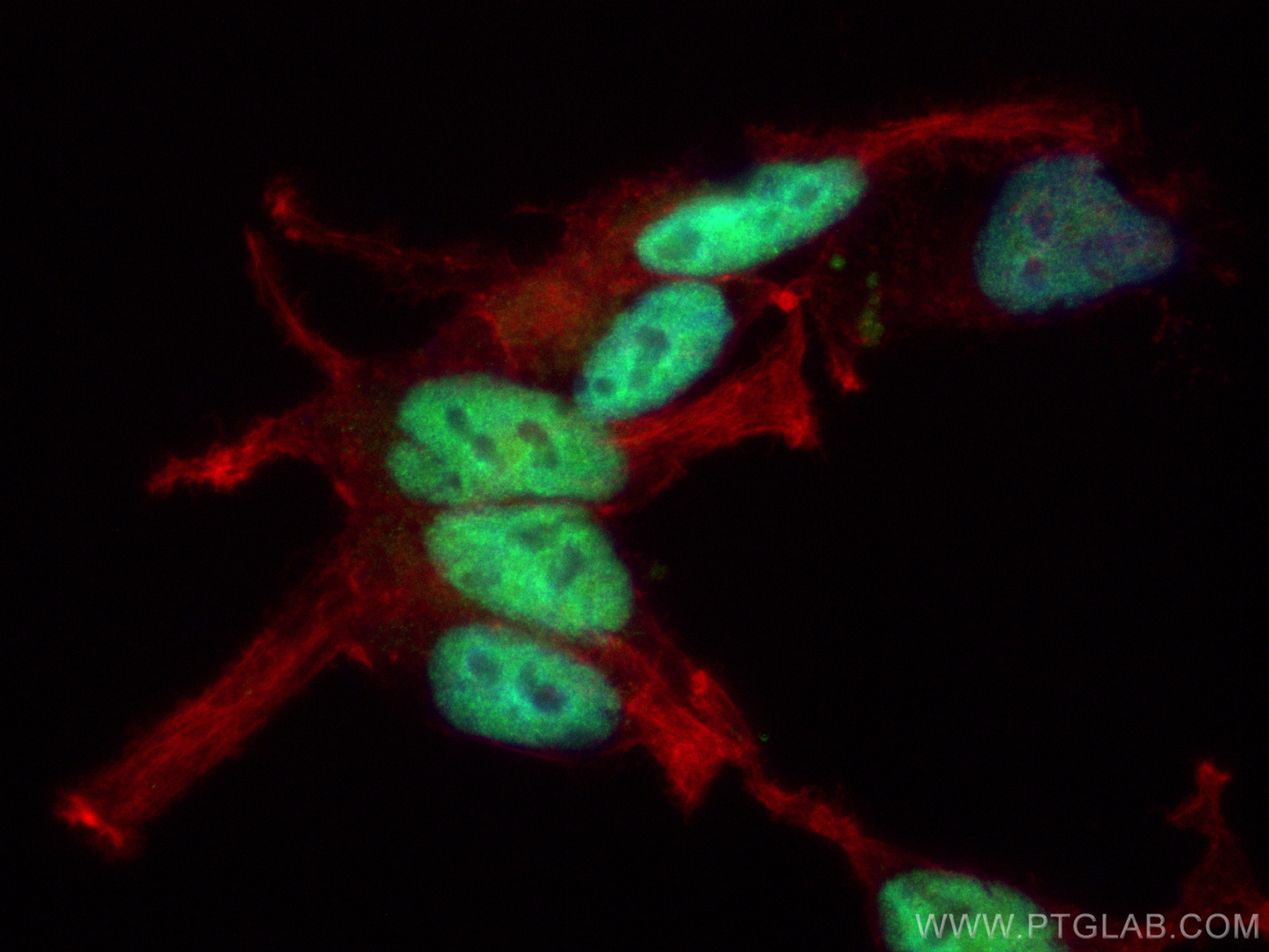 Immunofluorescence (IF) / fluorescent staining of LNCaP cells using CoraLite® Plus 488-conjugated androgen receptor Re (CL488-81844)