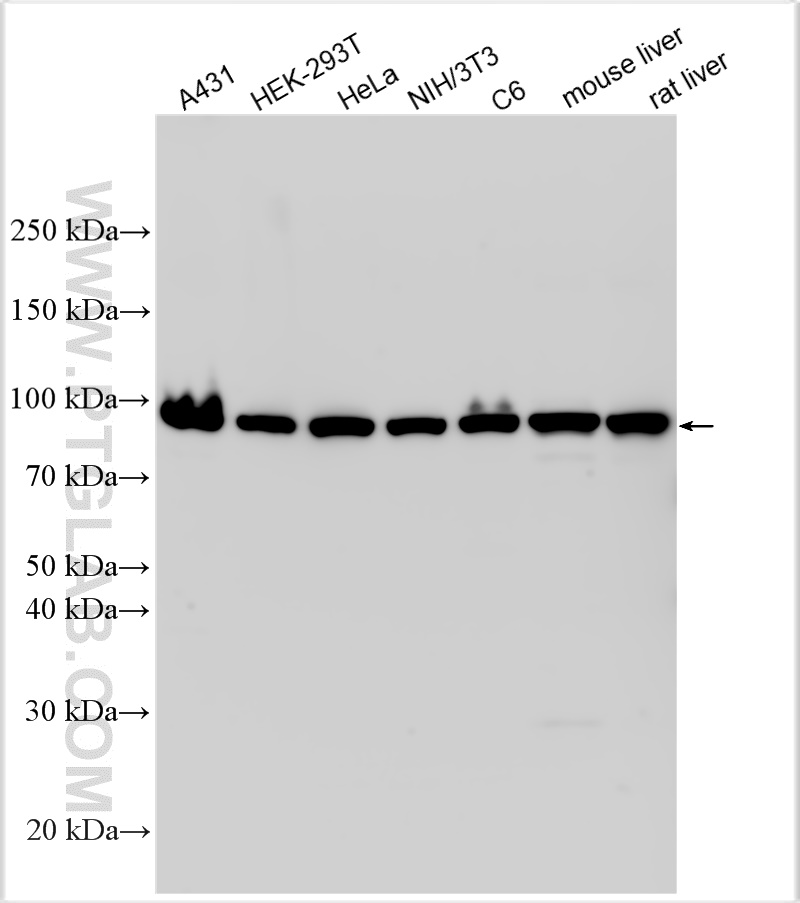 Western Blot (WB) analysis of various lysates using Beta Catenin Polyclonal antibody (51067-2-AP)