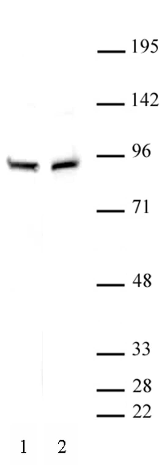 beta-Catenin antibody (pAb) tested by Western blot. Detection of beta-Catenin antibody by Western blot analysis. Lane 1: A549 nuclear extract (30 ug). Lane 2: DU145 nuclear extract (20 ug). Both probed with beta-Catenin antibody at a dilution of 1:500.