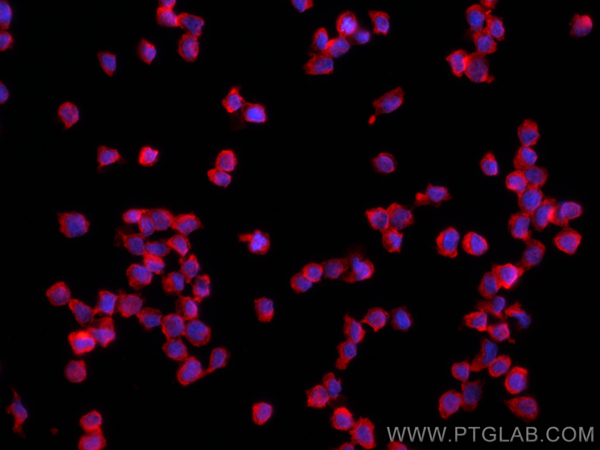 Immunofluorescence (IF) / fluorescent staining of THP-1 cells using cGAS Polyclonal antibody (29958-1-AP)