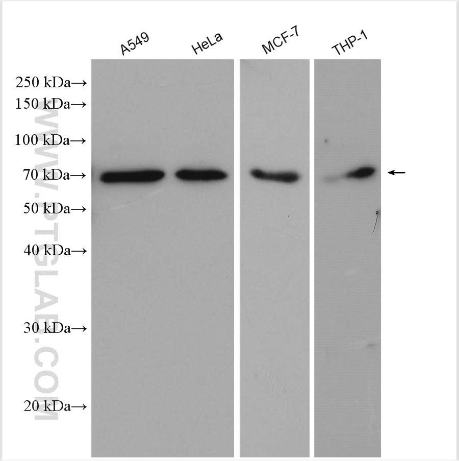 Western Blot (WB) analysis of various lysates using cGAS Polyclonal antibody (29958-1-AP)