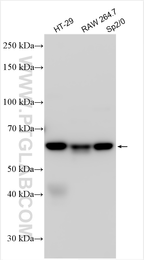 Western Blot (WB) analysis of various lysates using cGAS Polyclonal antibody (29958-1-AP)