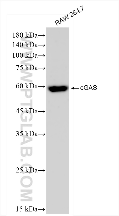 Western Blot (WB) analysis of RAW 264.7 cells using cGAS Recombinant antibody (84045-1-RR)