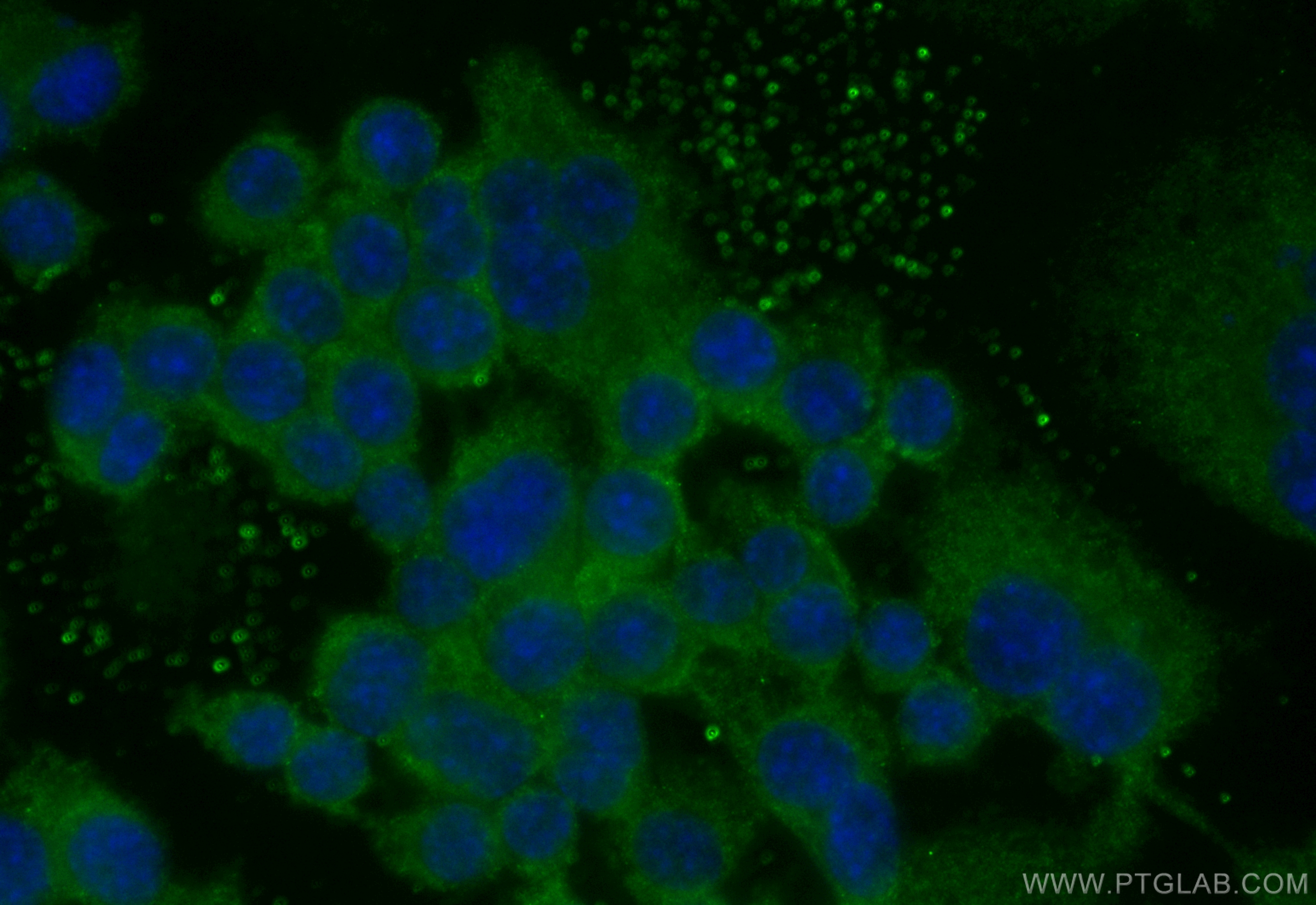 Immunofluorescence (IF) / fluorescent staining of RAW 264.7 cells using CoraLite® Plus 488-conjugated cGAS Recombinant ant (CL488-84045)