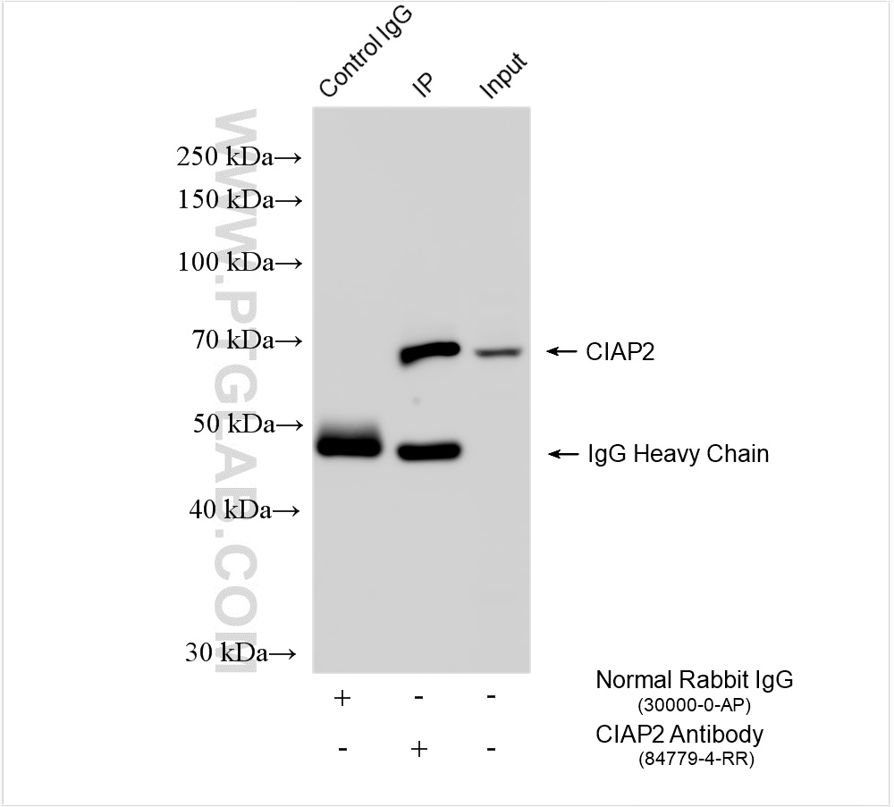 Immunoprecipitation (IP) experiment of Raji cells using cIAP2 Recombinant antibody (84779-4-RR)