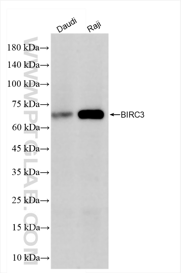 Western Blot (WB) analysis of various lysates using cIAP2 Recombinant antibody (84779-4-RR)