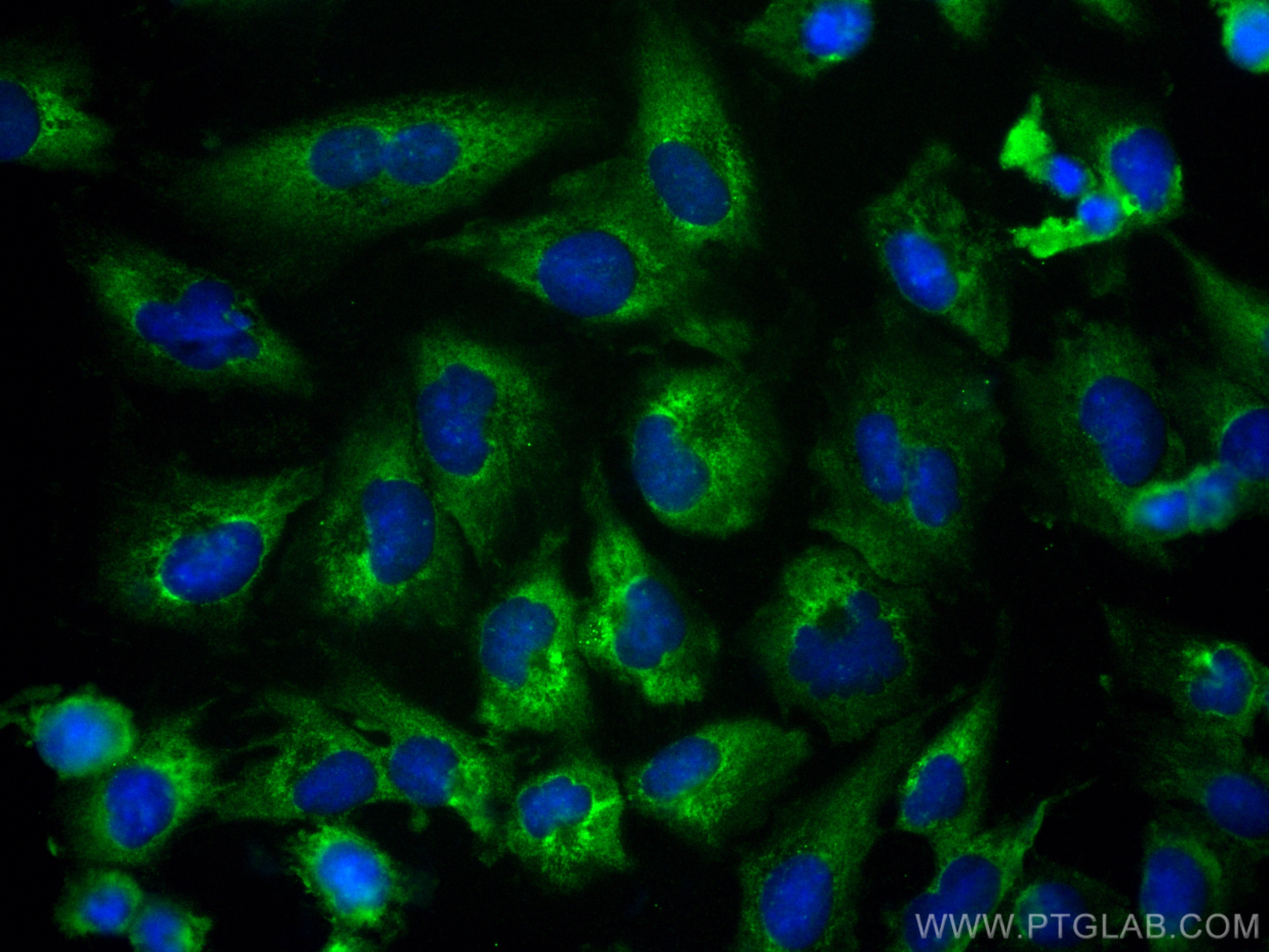 Immunofluorescence (IF) / fluorescent staining of U-251 cells using CoraLite® Plus 488-conjugated calcyphosine Monoclo (CL488-68225)