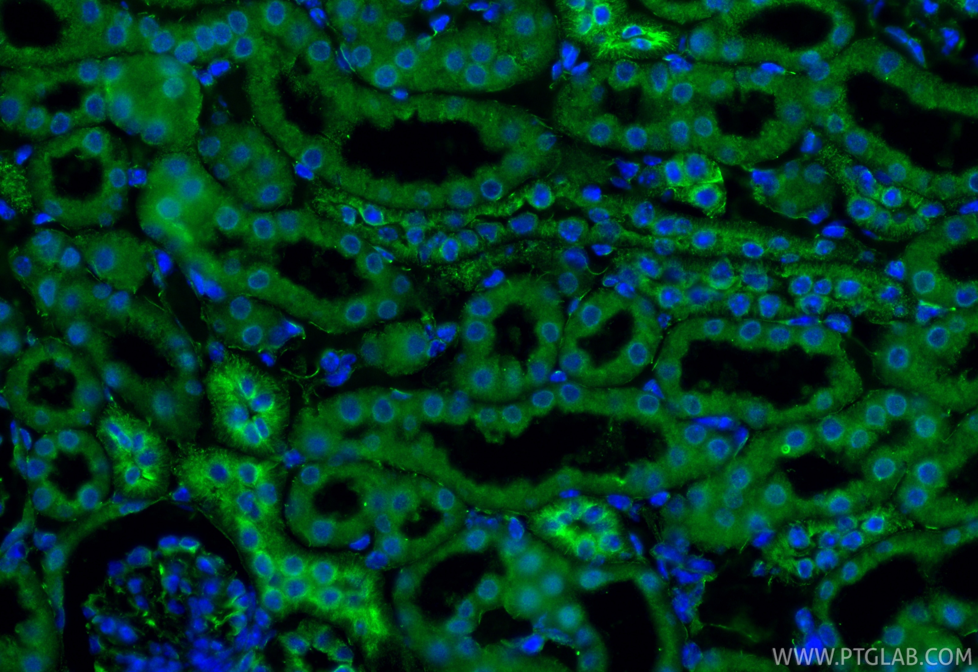 Immunofluorescence (IF) / fluorescent staining of mouse kidney tissue using calreticulin Recombinant monoclonal antibody (80017-1-RR)