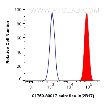 calreticulin